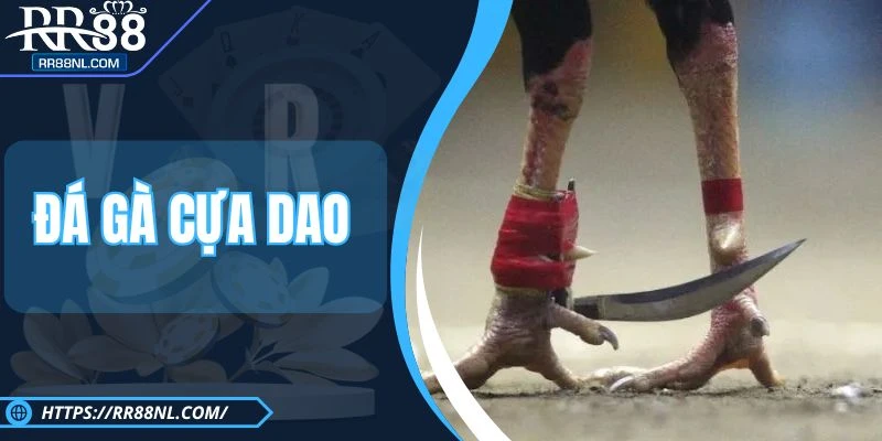 Đá Gà Cựa Dao RR88 - Thể Loại Đấu Kê Đối Kháng Cực Cao 