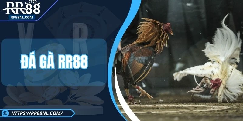 Đá Gà RR88