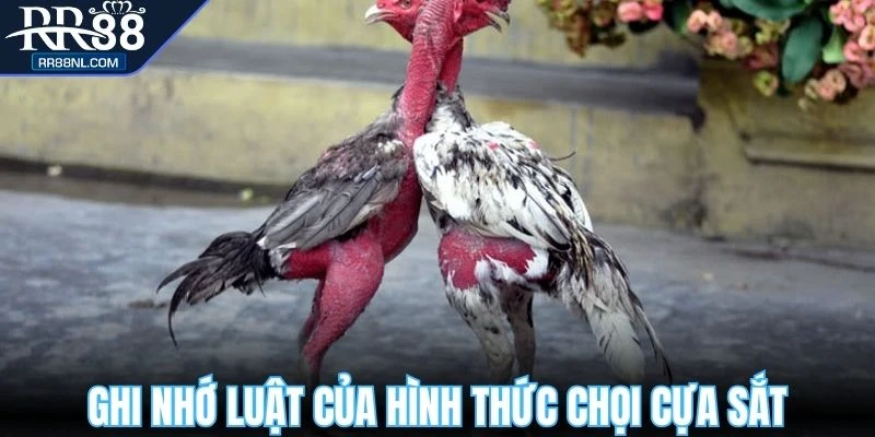Ghi nhớ luật của hình thức chọi cựa sắt