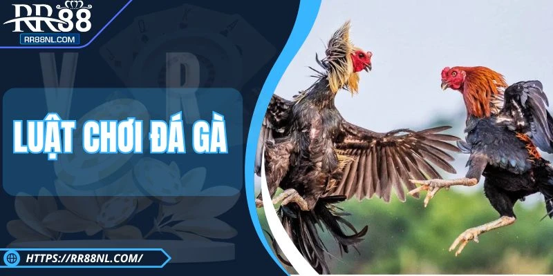 Luật Chơi Đá Gà RR88 Chi Tiết Dành Cho Hội Viên Từ A - Z