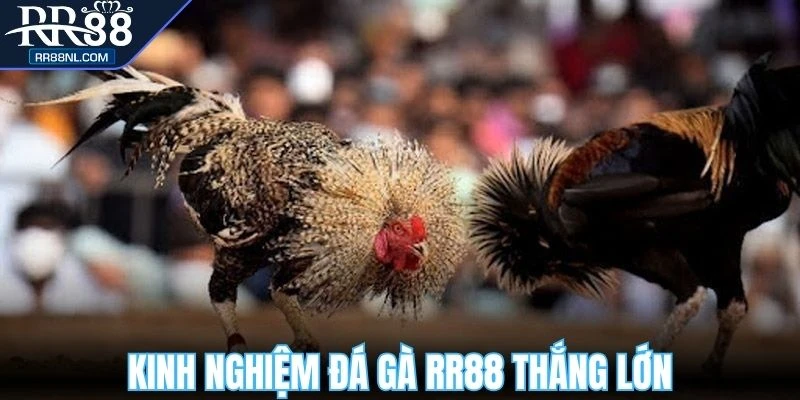 Nhanh tay lưu lại kinh nghiệm đá gà RR88 thắng lớn