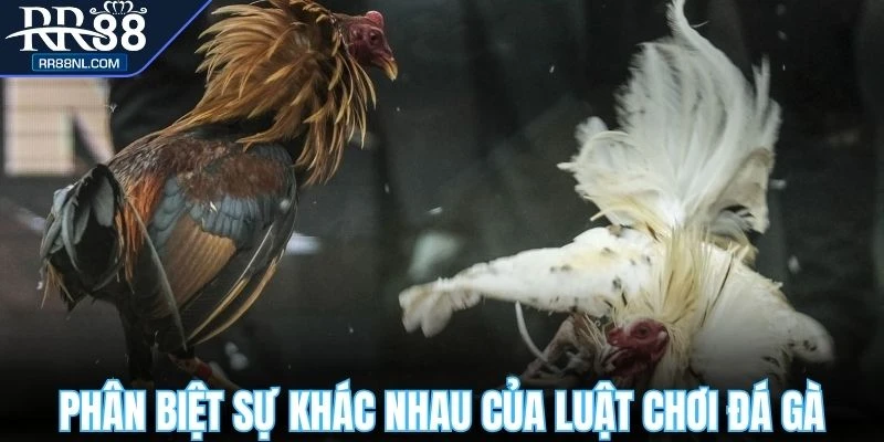 Phân biệt sự khác nhau của luật chơi đá gà